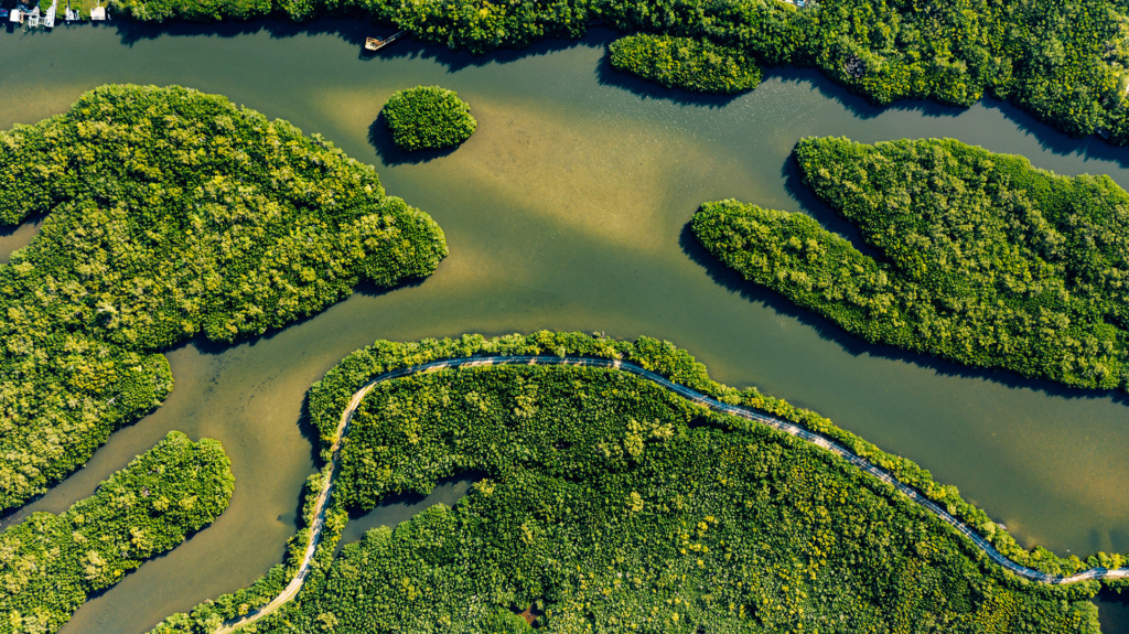 decorative aerial image of swamp